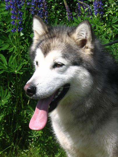 Awa heinAk-08_012.jpg